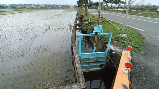 影音/春暖花開 交配期宜蘭田間圳溝常見受困野鯉