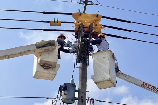 驚蟄到禽鳥活躍 台電出動逾4千人護供電線路