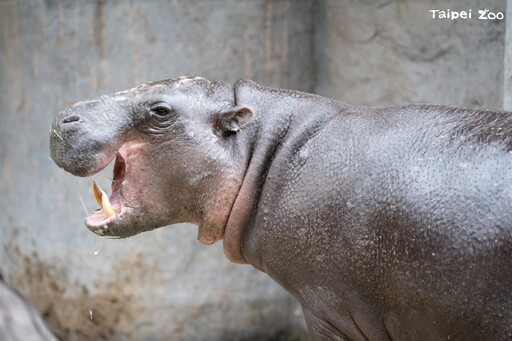 從新加坡來台僅4個月 北市動物園侏儒河馬Thabo病逝