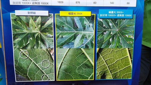 光合菌防治植物病蟲害研究成果技術轉移 從種子到餐桌全面守護