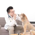 毛孩眼睛退化不可逆！獸醫師曝眼疾警訊與保養關鍵