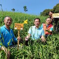 虎山巖金針花首開3朵3姐妹 母親節將迎接30萬株金黃色美麗花海
