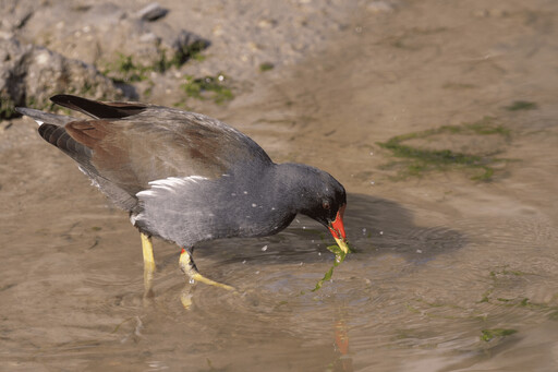 春夏賞鳥正當時 新北大漢溪濕地花開鳥鳴 生態美景盡收眼底