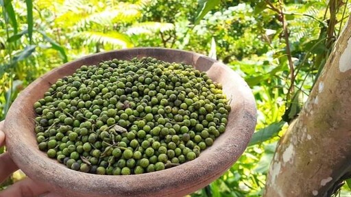 影音/茶葉膠囊正夯 業者推出含笑花、馬告茶葉膠囊