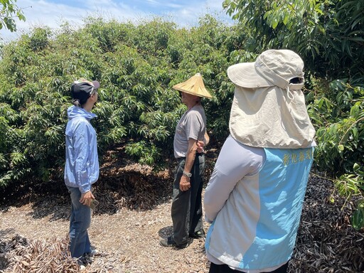 彰化荔枝受損符合天然災害現金救助標準 呼籲符合規定農民向公所申報
