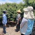 彰化荔枝受損符合天然災害現金救助標準 呼籲符合規定農民向公所申報