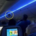 影音/達美航空客機上鴿子亂飛 乘客傻眼
