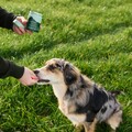 給毛孩堅持最好的！道格Dog Years 攜紐西蘭原裝含「A+頂級鹿茸、再生羊毛角蛋白」頂級成分產品登台 引爆寵物圈話題