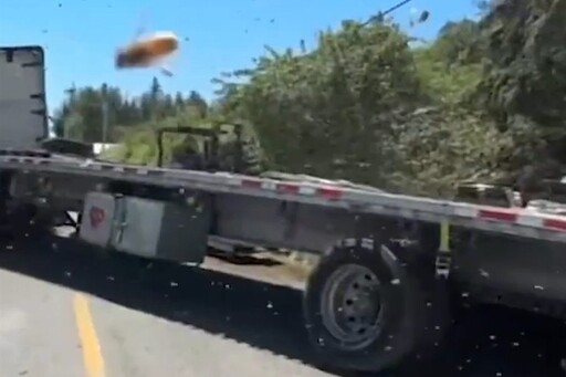 影音/2.5億隻蜜蜂大逃亡 美運蜂卡車翻覆封鎖道路