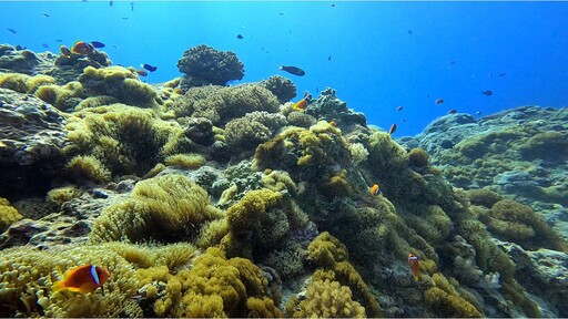 綠島小丑島生態重現生機 東管處潛點監測記錄海域生態修復過程