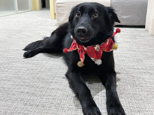 從浪犬到狗老師 打造人與動物共好的療癒藍圖