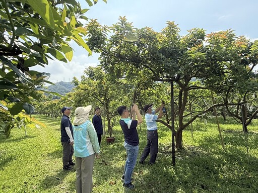彰化縣辦理酪梨低溫天然災害現金救助 申請救助農民向土地所在公所申報