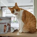 守護毛孩健康！寵物保健成趨勢 「寵星」推星級飼料