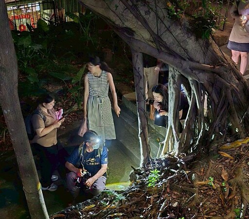 殼上長毛的原生台灣盾蝸牛銘傳大學現蹤 校園夜間生物多樣性調查收穫豐