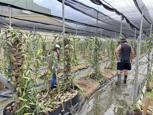 香莢蘭因豪雨致農作物災損符合規定可申請救助 救助額度每公頃4萬1,000元