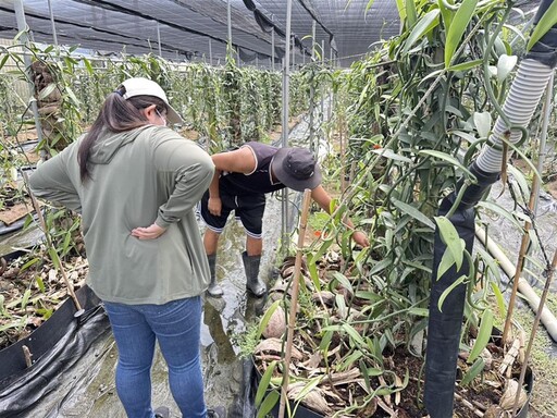香莢蘭因豪雨致農作物災損符合規定可申請救助 救助額度每公頃4萬1,000元