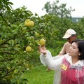 斗六文旦再過10天採收 張麗善關心果園防颱準備