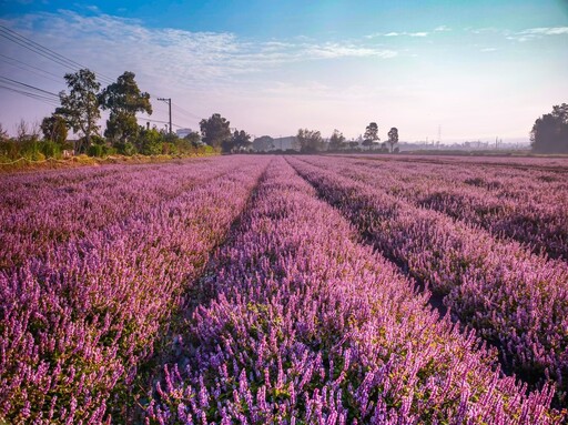 桃園仙草嘉年華11/22登場 與酷洛米相遇夢幻紫色花海