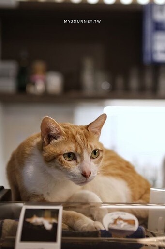 台北師大新興打卡點「貓圖咖啡」，不限時、插座Wi-Fi友善