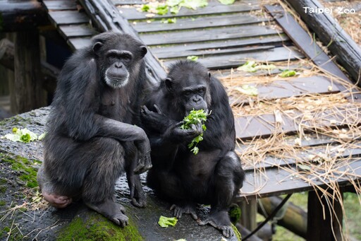 動物園動物春節吃好料 新菜色更有年味