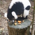 動物園動物春節吃好料 新菜色更有年味