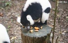 動物園動物春節吃好料 新菜色更有年味