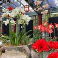 母親節帶媽媽賞花 士林官邸孤挺花展4/26起迎賓