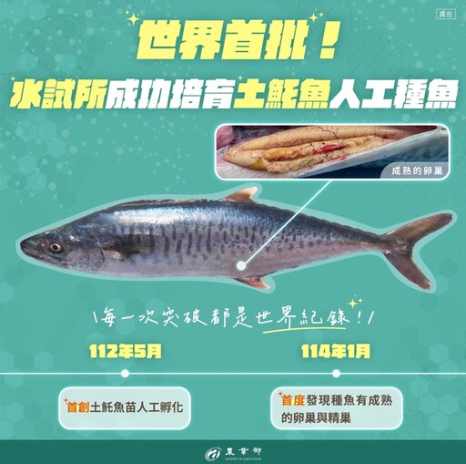 土魠魚全養殖新突破!農業部人工養殖技術獲國際期刊認可