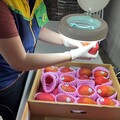 台灣農產再突破 歐盟開放我國芒果及番石榴輸銷