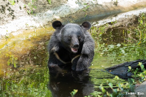夏天動物園動物忙戲水 超可愛模樣很消暑