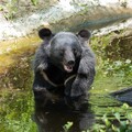 夏天動物園動物忙戲水 超可愛模樣很消暑