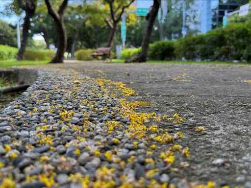 秋風吹拂欒樹梢 台北敦南街道落金雨