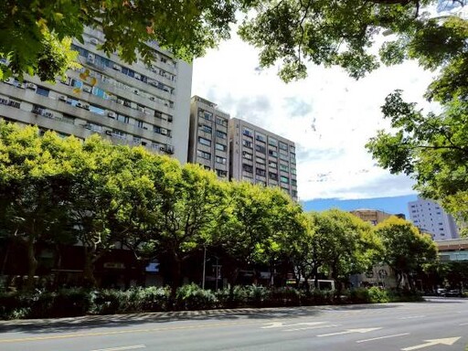 秋風吹拂欒樹梢 台北敦南街道落金雨