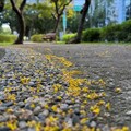 秋風吹拂欒樹梢 台北敦南街道落金雨
