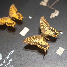 「島嶼飛行—臺灣蝶蛾生存記」特展 看見鱗翅的奇幻旅程，展開一場關於生命與共生的飛行！