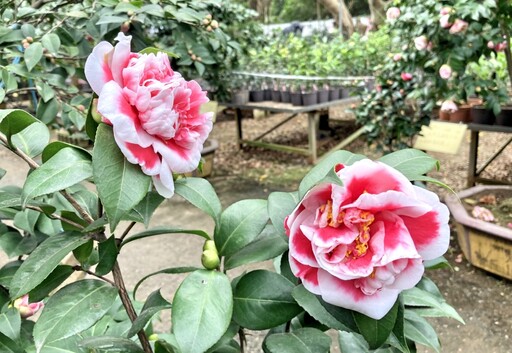 歲末竹市香山Chill遊茶花園 花季展期至明年2月底享受冬季限定浪漫趣！