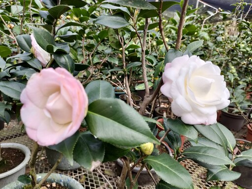 歲末竹市香山Chill遊茶花園 花季展期至明年2月底享受冬季限定浪漫趣！