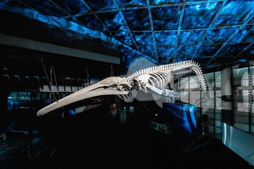 屏東海生館藍鯨骨骼展震撼登場 攜手文策院CCC追漫台 推尋鯨之旅專屬活動
