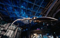 屏東海生館藍鯨骨骼展震撼登場 攜手文策院CCC追漫台 推尋鯨之旅專屬活動