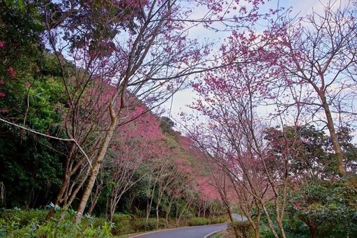 春節走訪秘境石碇烏塗社區 享受櫻花的洗禮 感受人文與生態風情