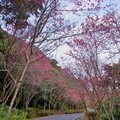 春節走訪秘境石碇烏塗社區 享受櫻花的洗禮 感受人文與生態風情