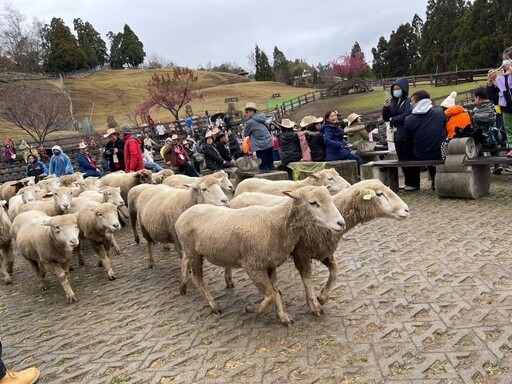 清境農場交通未受地震影響 上山賞花看羊群在草原狂奔