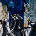 歡度世界企鵝日 屏東海生館馬可羅尼企鵝寶寶萌樣曝光 推夜宿優惠引熱潮