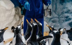 歡度世界企鵝日 屏東海生館馬可羅尼企鵝寶寶萌樣曝光 推夜宿優惠引熱潮