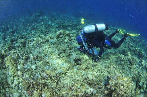 國海院 x 海大聯手！太平島海域驚現世界新魚種⁠並命名