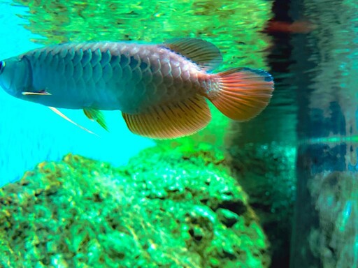 屏東海生館亞洲龍魚陪您迎國慶 10/14前搶機會明年與企鵝近距離接觸