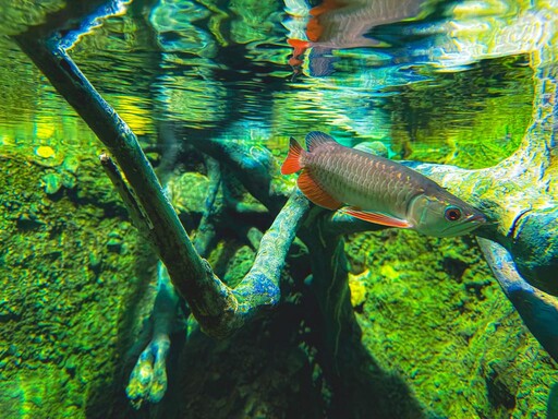 屏東海生館亞洲龍魚陪您迎國慶 10/14前搶機會明年與企鵝近距離接觸