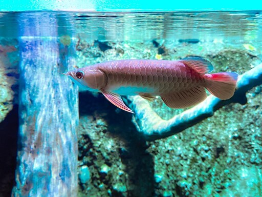 屏東海生館亞洲龍魚陪您迎國慶 10/14前搶機會明年與企鵝近距離接觸