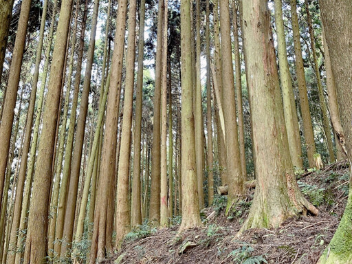 苗栗南庄加里山步道大坪段已無餘蜂徘徊 自10/23日起恢復通行