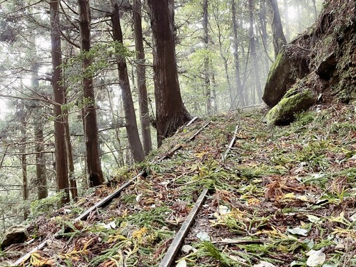 苗栗南庄加里山步道大坪段已無餘蜂徘徊 自10/23日起恢復通行